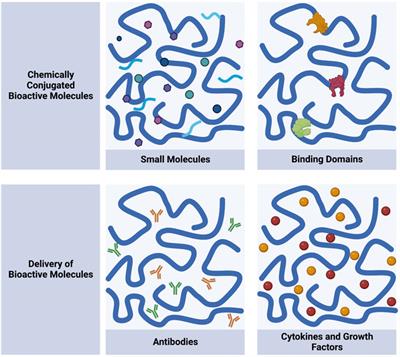 Self-assembling peptides as immunomodulatory biomaterials